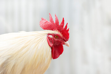 Portrait of a white rooster on a light background
