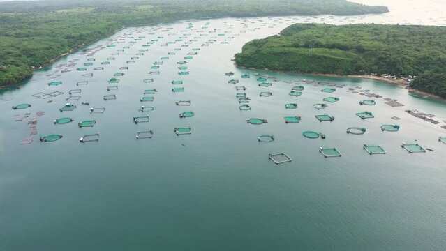 Fish farm with cages for fish and shrimp, top view. Fish cage for tilapia, milkfish farming aquaculture and pisciculture practices. Philippines, Luzon. Aerial view of fish ponds for bangus, milkfish.