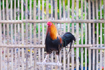 Portrait of a beautiful rooster on the background of a wooden fence