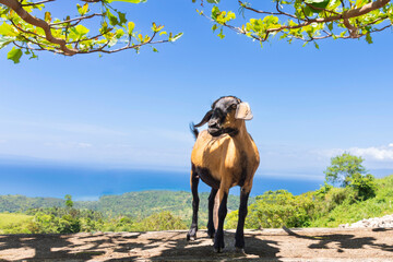 Portrait of a goat against the blue sky and the sea