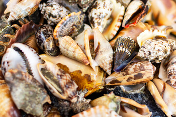 variety of live shells at the seafood market