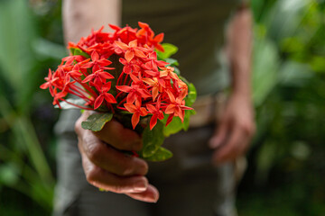 Jardineira oferecendo um lindo buquê de florezinhas vermelhas e vegetação ao fundo desfocada.