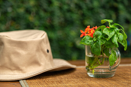xícara de vidro com buquê de folhas de espinafre orgânico e pequenas flores vermelhas sobre mesa de madeira com chapéu de jardineiro e natureza ao fundo desfocada.