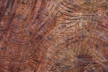 Cut mahogany close up. The texture of the tree on the cut