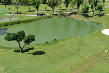 Golf course with lake and trees. Top view.