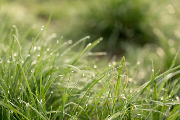 Close up view of raindrops on green grass in spring