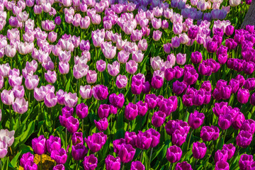 Lovely flowers tulips for a gift