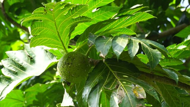 Breadfruit (Artocarpus altilis) on the tree. Breadfruit can be eaten once cooked, or can be further processed into a variety of other foods