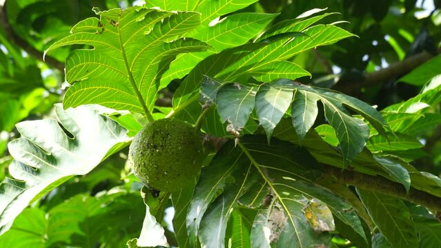 Breadfruit (Artocarpus altilis) on the tree. Breadfruit can be eaten once cooked, or can be further processed into a variety of other foods
