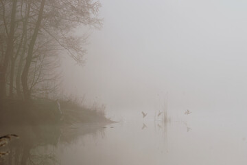 ducks flying away from the lake in the fog