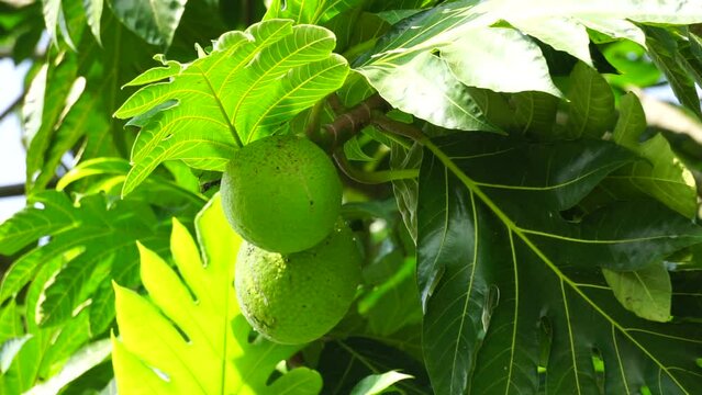 Breadfruit (Artocarpus altilis) on the tree. Breadfruit can be eaten once cooked, or can be further processed into a variety of other foods