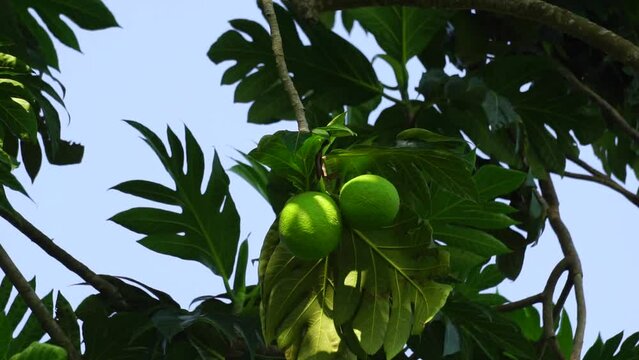 Breadfruit (Artocarpus altilis) on the tree. Breadfruit can be eaten once cooked, or can be further processed into a variety of other foods