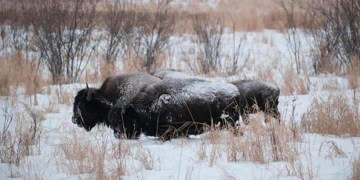Bison