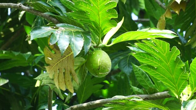 Breadfruit (Artocarpus altilis) on the tree. Breadfruit can be eaten once cooked, or can be further processed into a variety of other foods