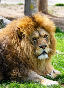 Lion at the zoo. Portrait of a lion. 