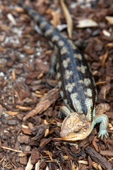 portrait of ablue tongue lizard in australia