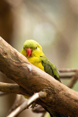 Beautiful regent parrot with his yellow and olive feather and red beak.  This bird can be found in southern australia
