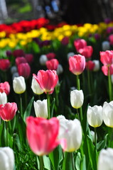 Tulips Garden in Spring
