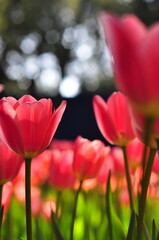Fototapeta premium Pink Tulips Garden in Spring