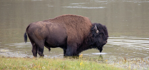 American Bison Buffalo bull standing in water in Yellowstone National Park United States © htrnr