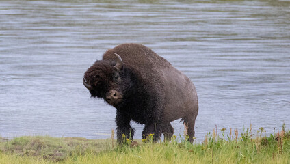 Bison Buffalo bull shaking off water in Hayden Valley in Yellowstone National Park United States