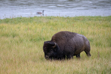 Wet and muddy bison buffalo bull in Hayden Valley in Yellowstone National Park United States