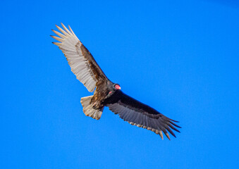 eagle in flight