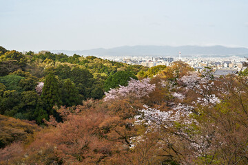 Fototapeta na wymiar 清水寺と桜