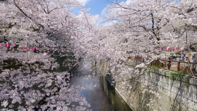 blossoming sakura in springtime in Tokyo, Japan, Meguro River cherry trees in bloom in Tokyo, scenic tourist sightseeing spot in Japan