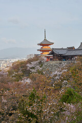 Fototapeta premium 清水寺と桜