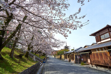 ねねの道から見る八坂の塔と桜