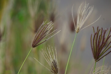 Swollen finger grass (Chloris barbata) in nature