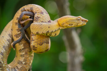 the snake is coiled on a tree branch while looking at the prey