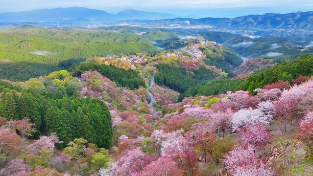 amazing aerial view of blooming sakura trees in Yoshino mountain valley in the morning, Japanese cherry blossom in the mountains, tourism in Japan