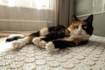 Three-colored cat resting on massage mat