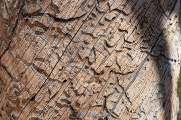 Abstract wood background with a pattern of paths and cracks formed from the bark beetle. Eucalyptus bark texture with insect paths. Tree trunk close up. Nature background in Bryce Canyon National Park