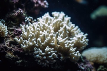 Naklejka na ściany i meble Majestic Hermatypic Corals of the Deep 5