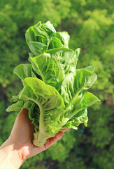 Fresh Baby Cos Lettuce in Woman's Hand against Vibrant Green Foliage
