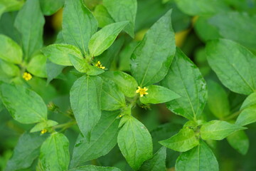 Synedrella nodiflora (Ucacou Adans, Verbesina nodiflora L., Eclipta latifolia L.f., Blainvillea latifolia, Ecliptica latifoliaWedelia cryptocephala, Ucacou nodiflorum, Nodeweed) in the garden.