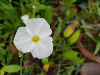 white flowers in the garden