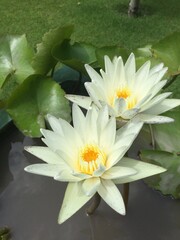 white water lilies