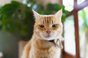 Cute Ginger cat siting on window waiting for owner.