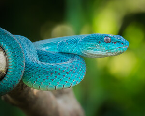 blue viper snake is on alert when there is prey
