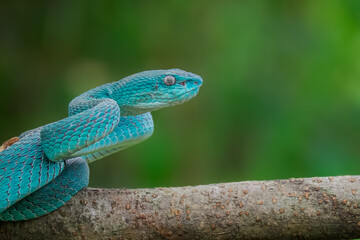 blue viper snake is getting ready to pounce on its prey