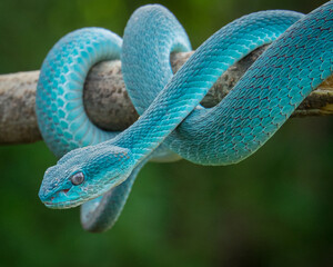a blue viper lurking on a branch