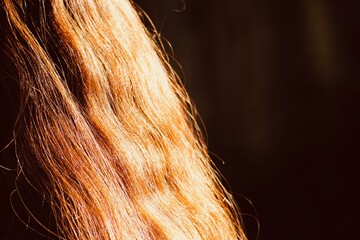 Copper hair texture detail, reddish hair care in sun
