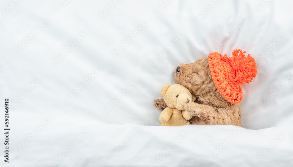 Aufkleber tiny poodle puppy wearing warm hat sleeps under white blanket on a bed at home and hugs favorite toy