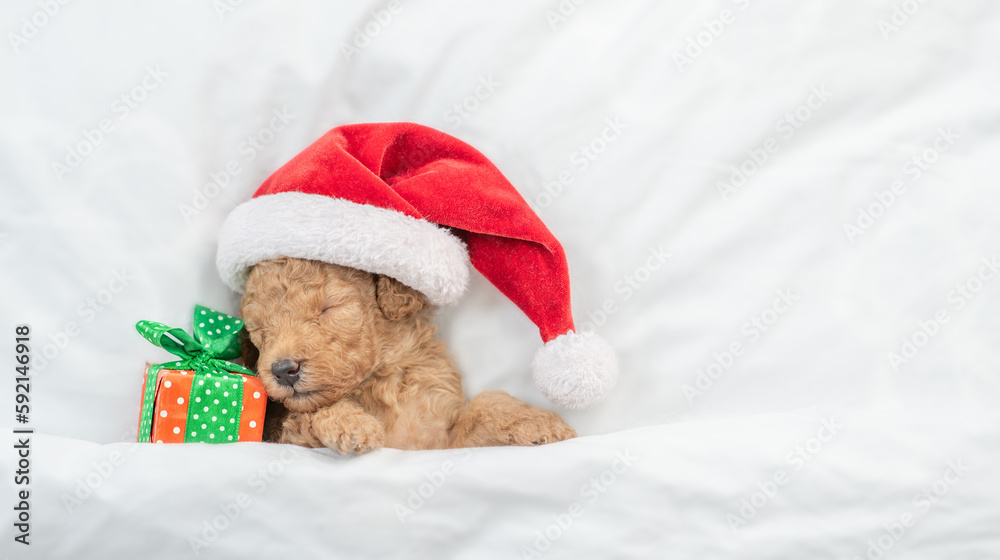 Poster tiny toy poodle puppy wearing red santa hat sleeps with gift box under white blanket at home. top do