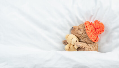 Tiny Poodle puppy wearing warm hat sleeps under  white blanket on a bed at home and hugs favorite...