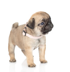 Tiny pug puppy standing in side view and looking at camera. isolated on white background